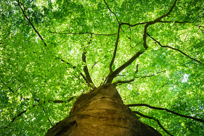 Ventajas de FABROTON® TREE